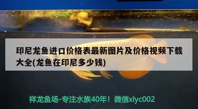 印尼龍魚進口價格表最新圖片及價格視頻下載大全(龍魚在印尼多少錢)（印尼龍魚進口價格表） 印尼龍魚進口價格表最新圖片及價格視頻下載大全(龍魚在印尼多少錢)（印尼龍魚進口價格表） 觀賞魚百科