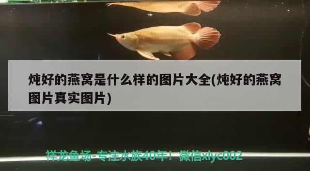 燉好的燕窩是什么樣的圖片大全(燉好的燕窩圖片真實圖片) 觀賞魚百科 第3張 燉好的燕窩是什么樣的圖片大全(燉好的燕窩圖片真實圖片) 燉好的燕窩是什么樣的圖片大全(燉好的燕窩圖片真實圖片) 觀賞魚百科 第3張