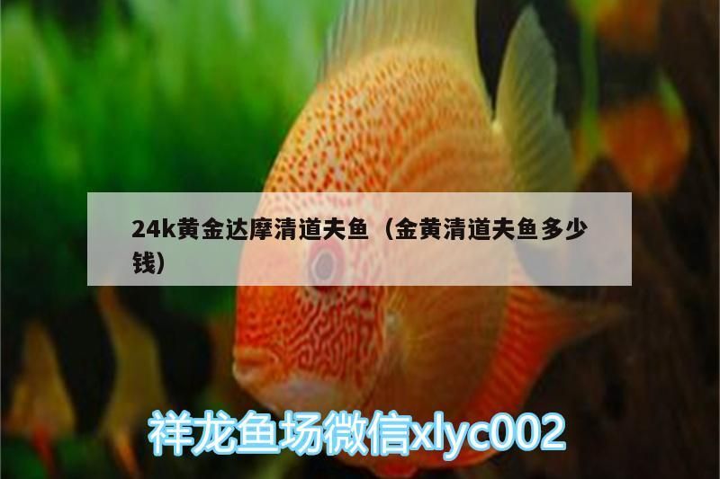 24k黃金達摩清道夫魚（金黃清道夫魚多少錢）（24k黃金達摩清道夫） 24k黃金達摩清道夫魚（金黃清道夫魚多少錢）（24k黃金達摩清道夫） 觀賞魚百科