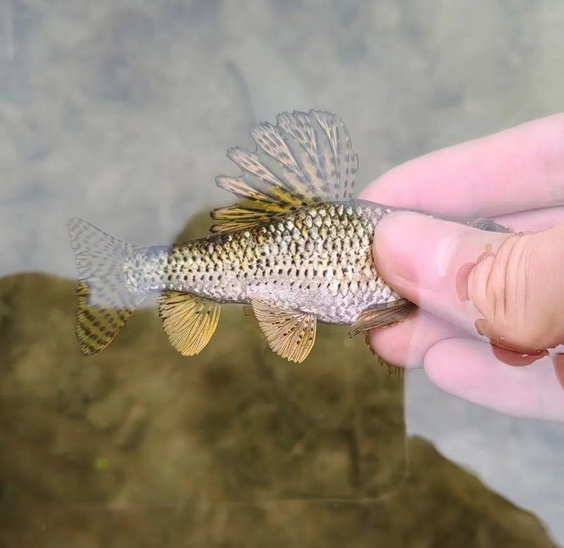 有沒有推薦的雷龍魚微信群？（雷龍魚微信交流平臺） 有沒有推薦的雷龍魚微信群？（雷龍魚微信交流平臺） 龍魚百科 第7張