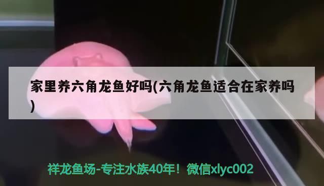 家里養六角龍魚好嗎(六角龍魚適合在家養嗎)