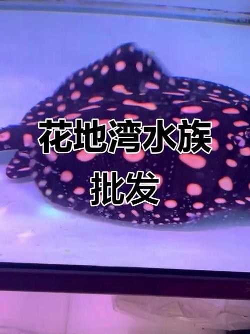 如何前往廣州龍魚批發市場？