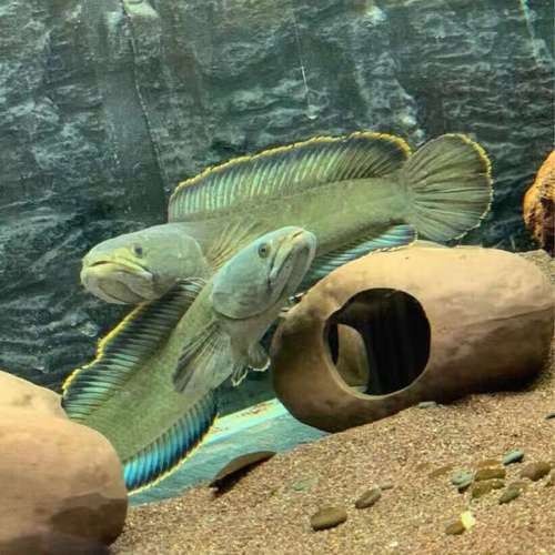 彩虹雷龍魚的價格范圍是多少？（養魚大全，雷龍魚怎么養）