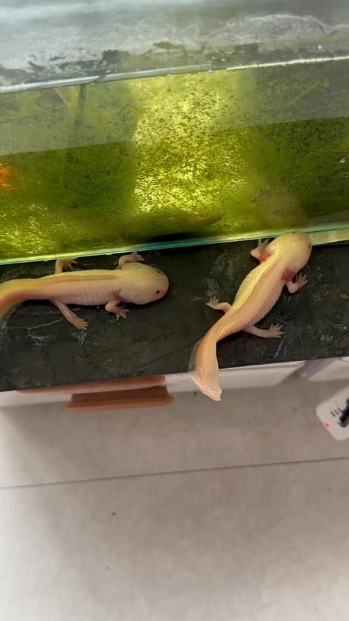 白化金恐龍魚的價格是多少？（白化金恐龍魚價格受到愛好者的喜愛，價格受其稀有程度影響） 白化金恐龍魚的價格是多少？（白化金恐龍魚價格受到愛好者的喜愛，價格受其稀有程度影響） 龍魚百科 第1張