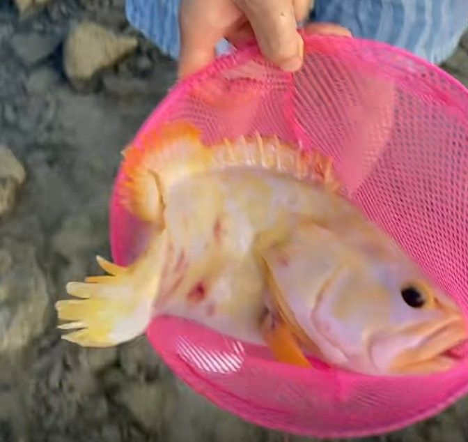 白化金恐龍魚的價格是多少？（白化金恐龍魚價格受到愛好者的喜愛，價格受其稀有程度影響） 白化金恐龍魚的價格是多少？（白化金恐龍魚價格受到愛好者的喜愛，價格受其稀有程度影響） 龍魚百科 第7張