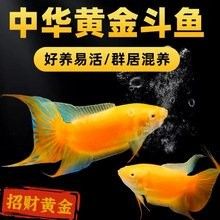 白化金恐龍魚的價格是多少？（白化金恐龍魚價格受到愛好者的喜愛，價格受其稀有程度影響） 白化金恐龍魚的價格是多少？（白化金恐龍魚價格受到愛好者的喜愛，價格受其稀有程度影響） 龍魚百科 第8張