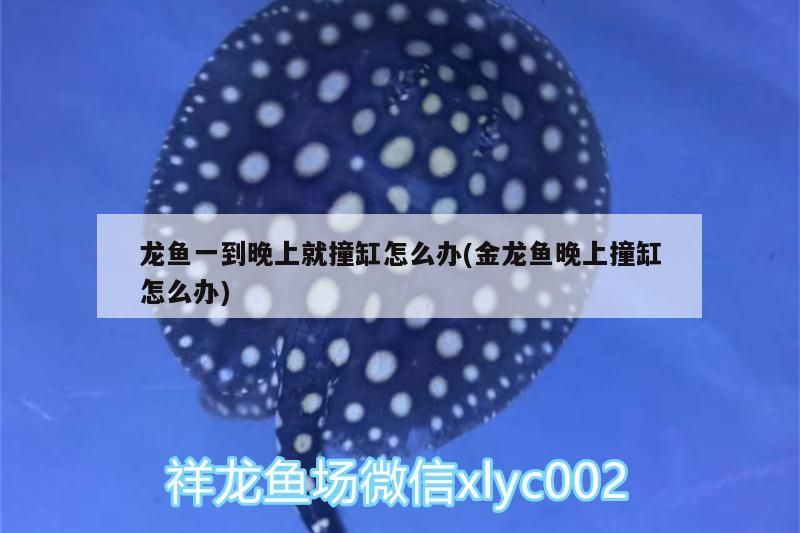 龍魚(yú)一到晚上就撞缸怎么辦(金龍魚(yú)晚上撞缸怎么辦)（金龍魚(yú)一到晚上就撞缸怎么辦，龍魚(yú)一到晚上就撞缸怎么辦）
