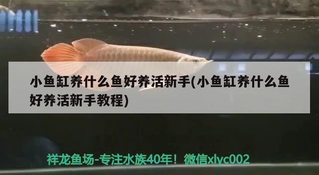 小魚缸養什么魚好養活新手(小魚缸養什么魚好養活新手教程)