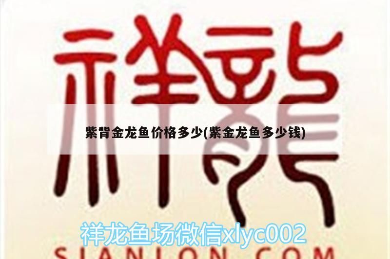 紫背金龍魚價格多少(<strong><mark>紫金</mark></strong>龍魚多少錢)（紫背金龍魚價格多少）