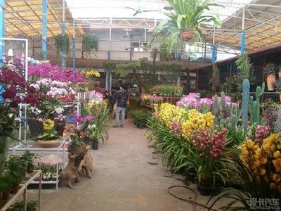 芳村花鳥市場還營業嗎今天