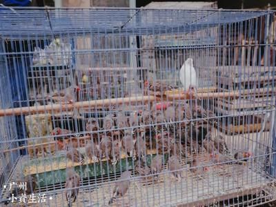 芳村花鳥市場還營業嗎今天