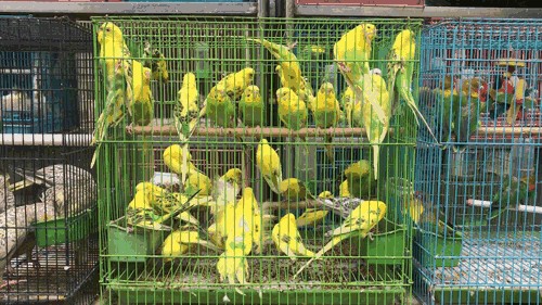 芳村花鳥市場還營業嗎今天