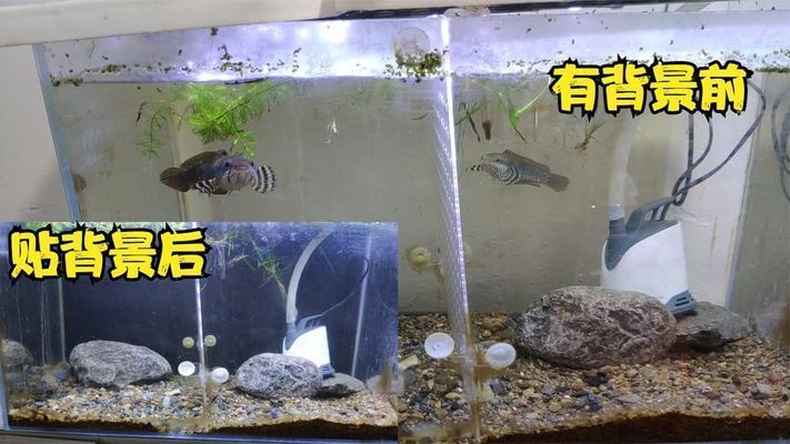 金龍魚(yú)吃啥食物【金龍魚(yú)配料表】（金龍魚(yú)吃哪種食物好？）