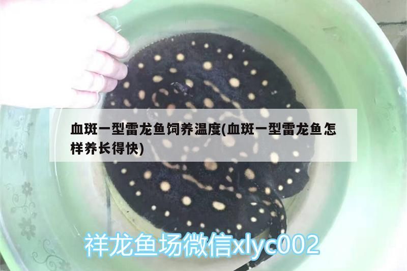 魚缸用增氧泵價格是多少:魚缸增氧機-xtrac增氧機-xtrac增氧機 血斑一型雷龍魚飼養溫度(血斑一型雷龍魚怎樣養長得快) 觀賞魚百科 血斑一型雷龍魚飼養溫度(血斑一型雷龍魚怎樣養長得快) 血斑一型雷龍魚飼養溫度(血斑一型雷龍魚怎樣養長得快) 觀賞魚百科