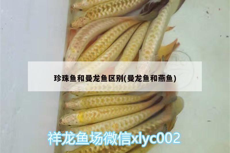 珍珠魚和曼龍魚區別(曼龍魚和燕魚)