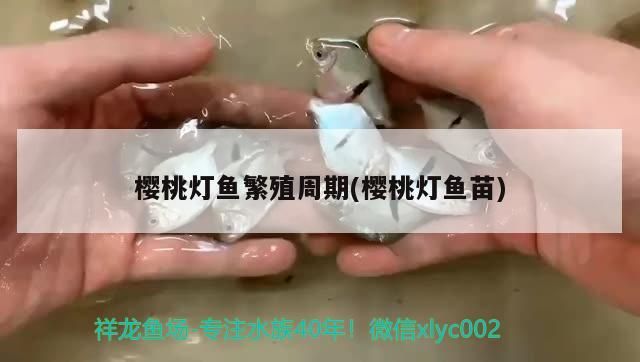 櫻桃燈魚繁殖周期(櫻桃燈魚苗) 櫻桃燈魚繁殖周期(櫻桃燈魚苗) 觀賞魚百科