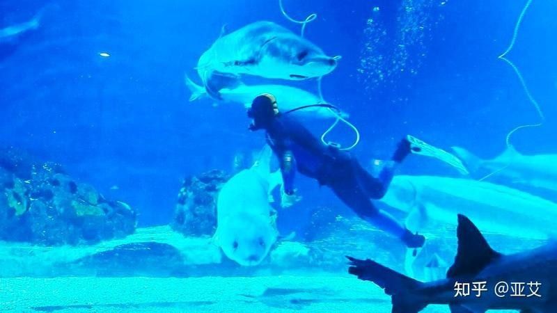 保德哪個水族館龍魚好？祥龍魚場龍魚（保德哪個水族館祥龍魚場龍魚）