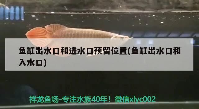 天山雪龍魚是淡水魚嗎還是海魚好（哪種蝴蝶鯉好）（山雪龍魚、白金蝴蝶鯉、白金蝴蝶鯉哪個好？）