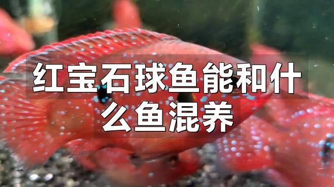 混養初期紅寶石魚會被欺負嗎？