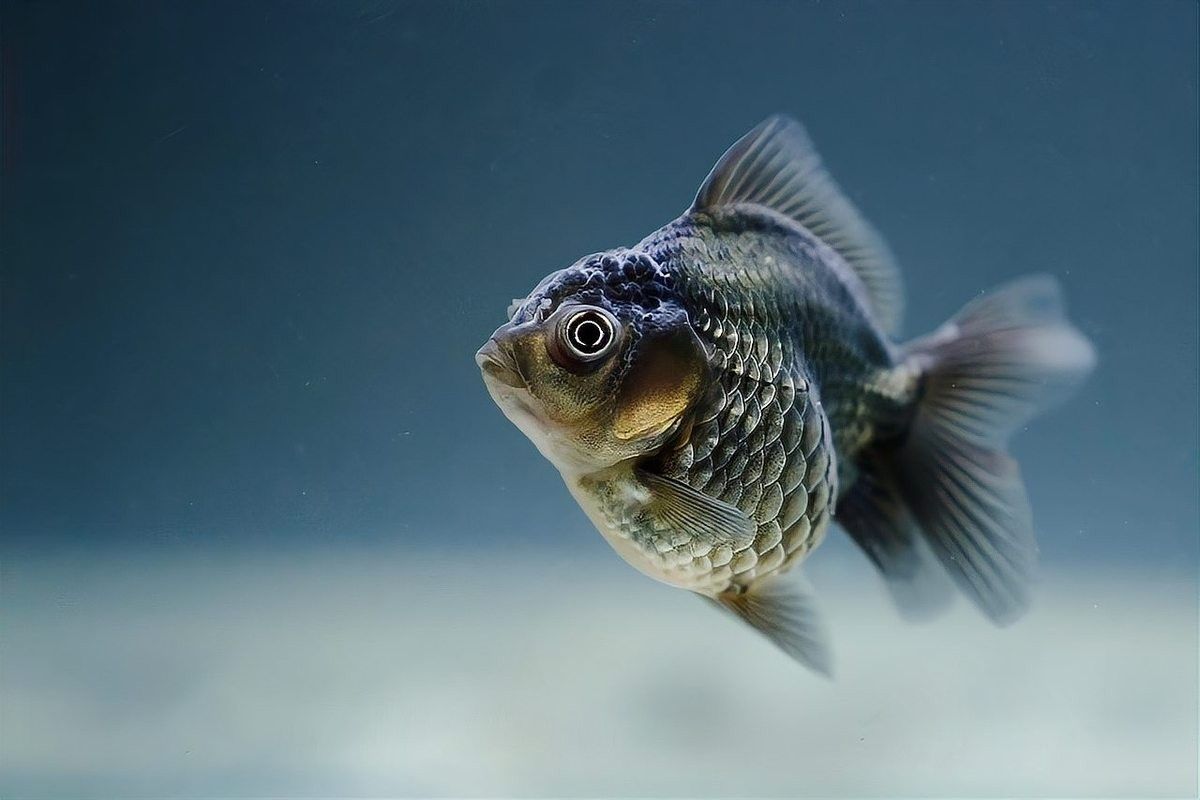 金龍魚翻肚子后如何急救？（黃金4小時急救法快速對癥治療全攻略三生千宇急救法）