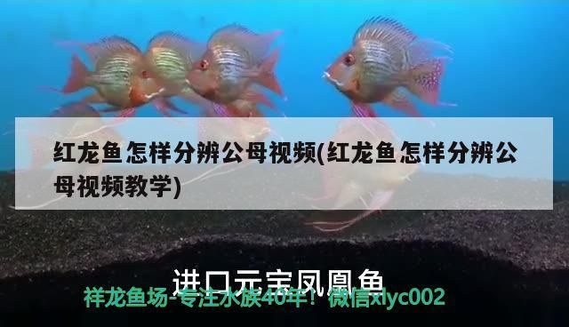 紅龍魚怎樣分辨公母視頻(紅龍魚怎樣分辨公母視頻教學)（紅龍魚怎么分辨公母）