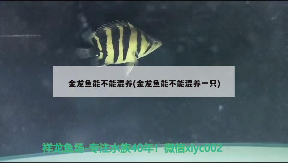 金龍魚能不能混養(yǎng)(金龍魚能不能混養(yǎng)一只)（金龍魚能不能混養(yǎng)） 金龍魚能不能混養(yǎng)(金龍魚能不能混養(yǎng)一只)（金龍魚能不能混養(yǎng)） 觀賞魚百科
