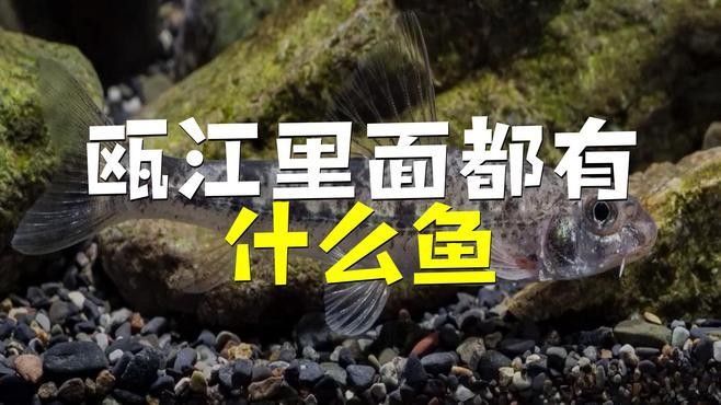 溫州魚類品種（溫州人最愛吃的海魚大盤點溫州人最愛吃的海魚大盤點）