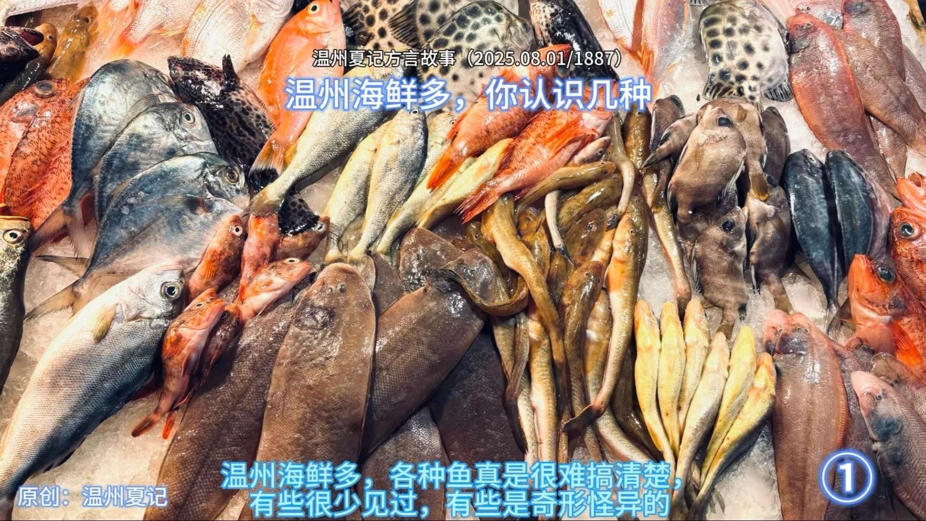 溫州魚類品種（溫州人最愛吃的海魚大盤點溫州人最愛吃的海魚大盤點）