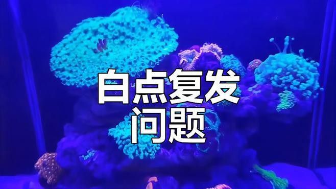 金龍魚白點病會復發嗎？（金龍魚白點病復發風險有多大？）