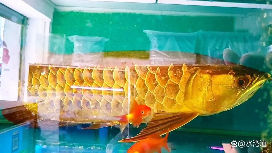 如何判斷金龍魚的健康狀況(判斷金龍魚的健康狀況是養(yǎng)魚愛好者的一項重要任務(wù)) 龍魚百科 第5張 如何判斷金龍魚的健康狀況(判斷金龍魚的健康狀況是養(yǎng)魚愛好者的一項重要任務(wù)) 如何判斷金龍魚的健康狀況(判斷金龍魚的健康狀況是養(yǎng)魚愛好者的一項重要任務(wù)) 龍魚百科 第5張