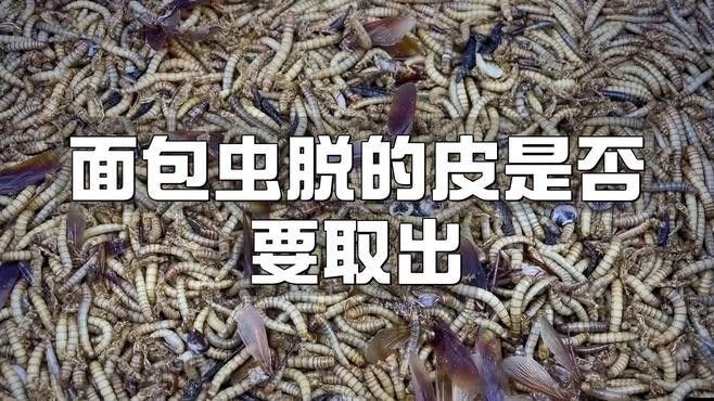面包蟲投喂時需要去殼嗎？（面包蟲去殼后如何保存？）