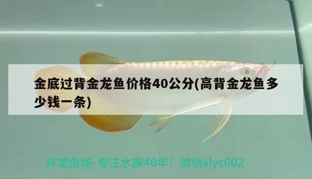 水族世界app水族世界app（水族世界水墨畫）(水族APP)（過背金龍魚多少錢一條） 水族世界app水族世界app（水族世界水墨畫）(水族APP)（過背金龍魚多少錢一條） 觀賞魚百科