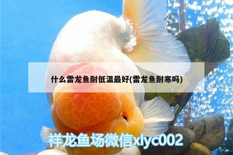 魚缸 什么雷龍魚耐低溫最好(雷龍魚耐寒嗎) 觀賞魚百科 什么雷龍魚耐低溫最好(雷龍魚耐寒嗎) 什么雷龍魚耐低溫最好(雷龍魚耐寒嗎) 觀賞魚百科