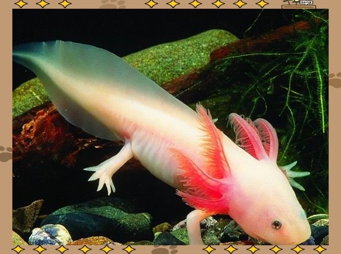 給我一些高清的六角恐龍魚圖片（六角恐龍魚的高清圖片資源）