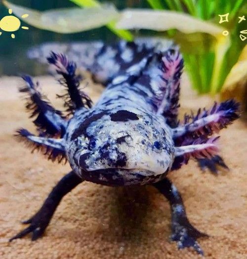給我一些高清的六角恐龍魚圖片（六角恐龍魚的高清圖片資源）