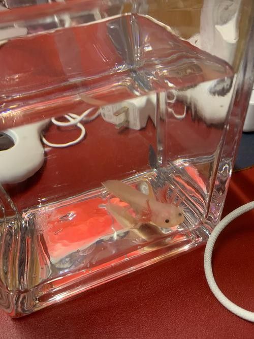 給我一些高清的六角恐龍魚圖片（六角恐龍魚的高清圖片資源）