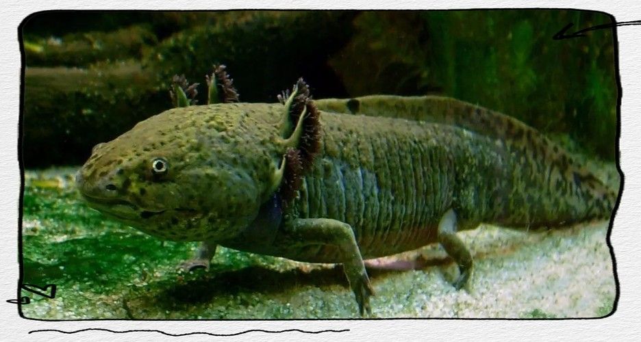 給我一些高清的六角恐龍魚圖片（六角恐龍魚的高清圖片資源）