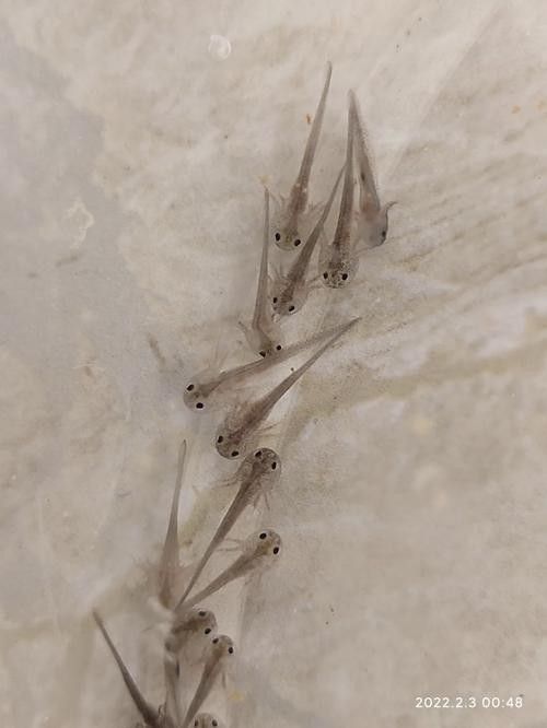 給我一些高清的六角恐龍魚圖片（六角恐龍魚的高清圖片資源）
