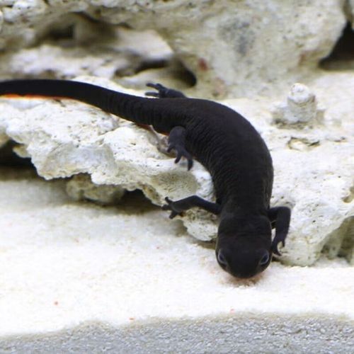 給我一些高清的六角恐龍魚圖片（六角恐龍魚的高清圖片資源）