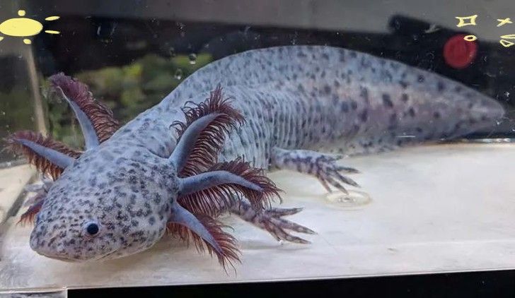 給我一些高清的六角恐龍魚圖片（六角恐龍魚的高清圖片資源）