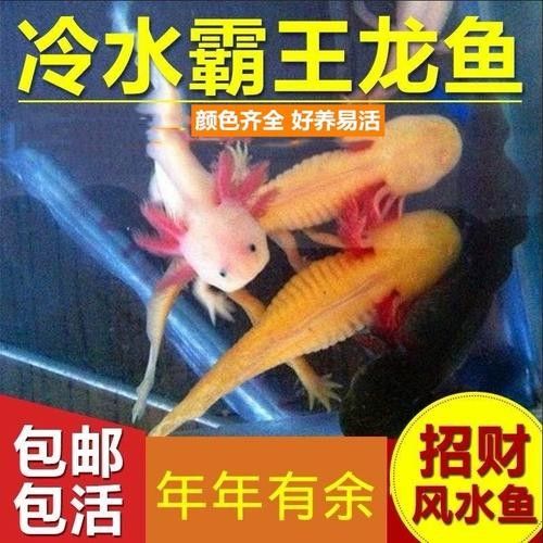 給我一些高清的六角恐龍魚圖片（六角恐龍魚的高清圖片資源）