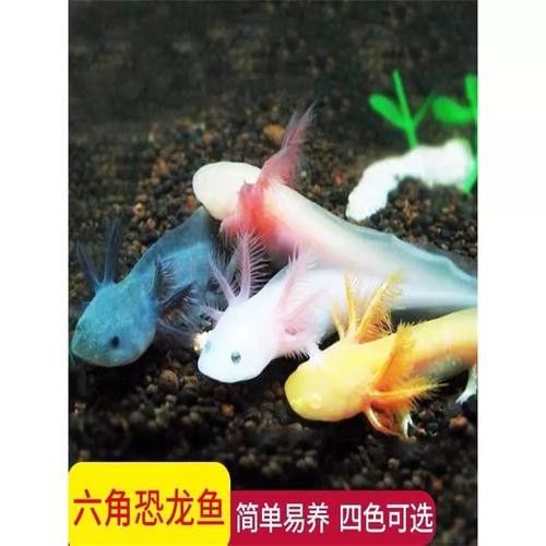 給我一些高清的六角恐龍魚圖片（六角恐龍魚的高清圖片資源）