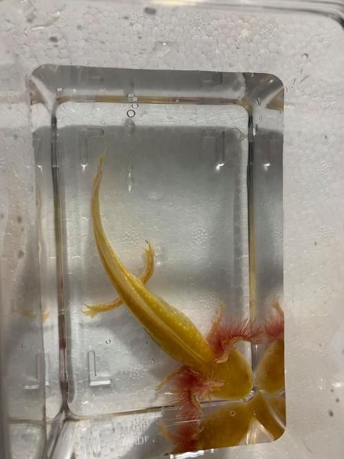 給我一些高清的六角恐龍魚圖片（六角恐龍魚的高清圖片資源）