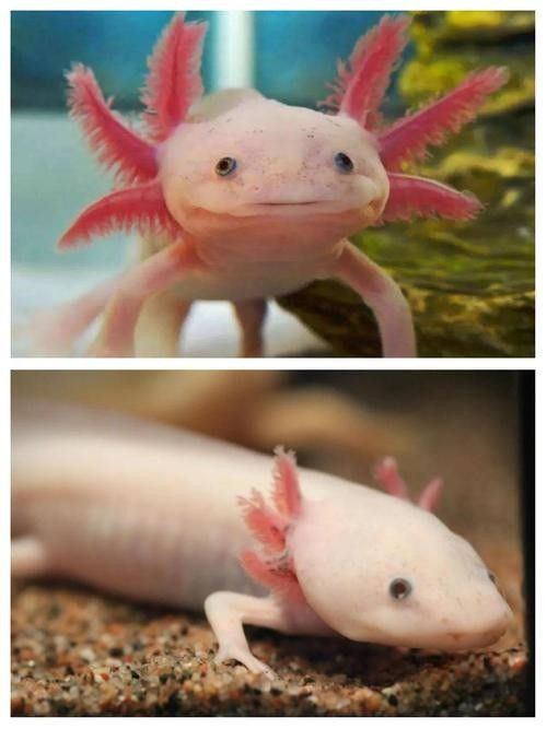 給我一些高清的六角恐龍魚圖片（六角恐龍魚的高清圖片資源）