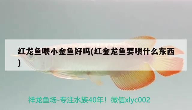 紅龍魚喂小金魚好嗎(紅金龍魚要喂什么東西) 紅龍魚喂小金魚好嗎(紅金龍魚要喂什么東西) 觀賞魚百科