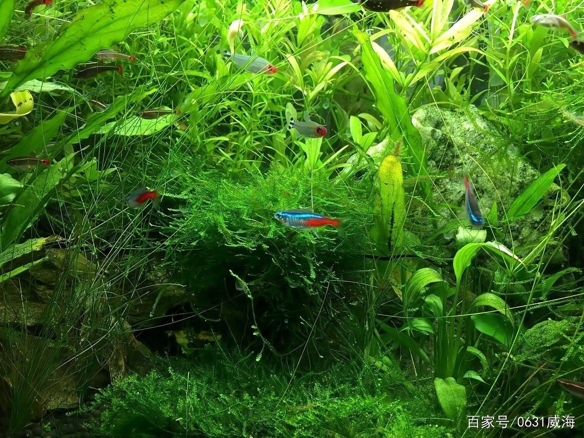 如何設置龍魚和鸚鵡魚的躲避空間（觀賞魚和鸚鵡魚的躲避空間建議：龍魚的躲避空間）