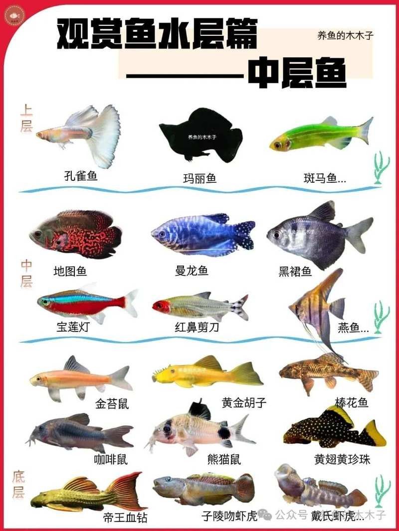 如何設置龍魚和鸚鵡魚的躲避空間（觀賞魚和鸚鵡魚的躲避空間建議：龍魚的躲避空間）