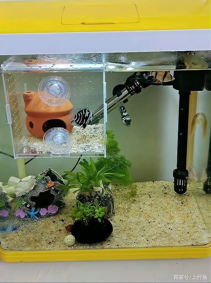 如何設置龍魚和鸚鵡魚的躲避空間（觀賞魚和鸚鵡魚的躲避空間建議：龍魚的躲避空間）