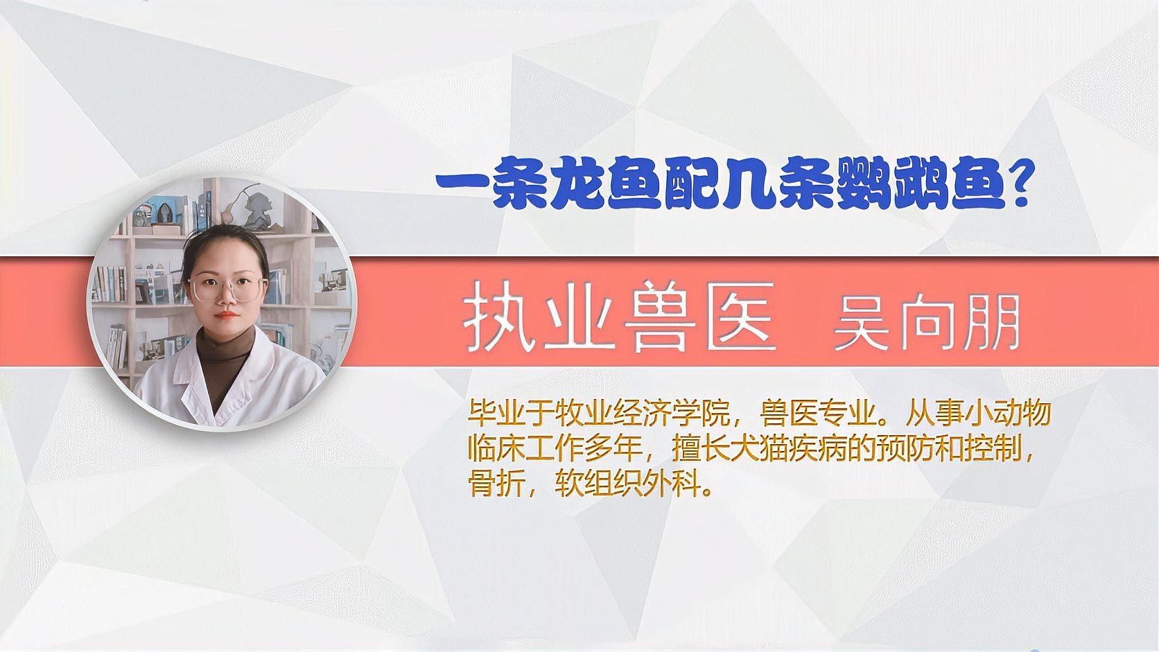 如何設置龍魚和鸚鵡魚的躲避空間（觀賞魚和鸚鵡魚的躲避空間建議：龍魚的躲避空間）