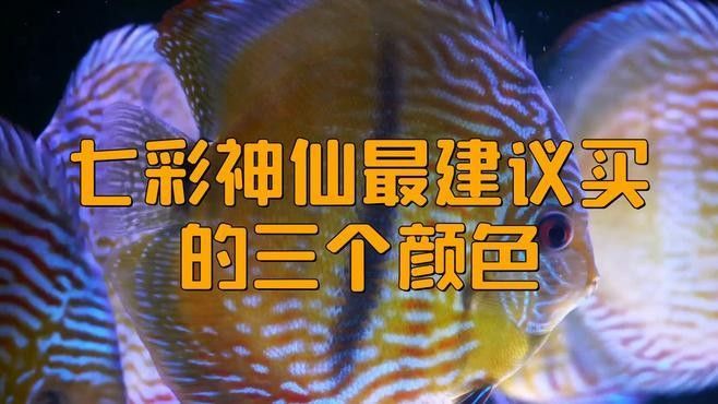 七彩魚最好的三個顏色